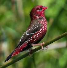 Cargar imagen en el visor de la galería, Bengalí Negro (PRE- ORDER)
