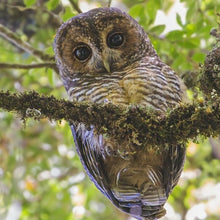 Cargar imagen en el visor de la galería, Concón Negro (PRE-ORDER)