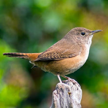 Cargar imagen en el visor de la galería, Chercan Negro (PRE-ORDER)
