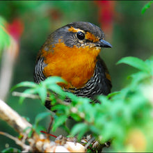 Cargar imagen en el visor de la galería, Chucao (PRE-ORDER)