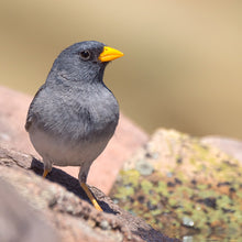 Cargar imagen en el visor de la galería, Platero Negro (PRE-ORDER)