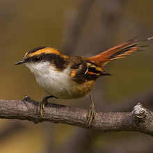 Cargar imagen en el visor de la galería, Rayadito Fucsia (PRE-ORDER)