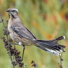 Cargar imagen en el visor de la galería, Tenca Negro (PRE-ORDER)