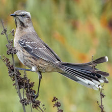 Cargar imagen en el visor de la galería, Tenca Burdeo (PRE-ORDER)