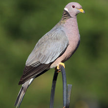 Cargar imagen en el visor de la galería, Torcaza Tostado (PRE-ORDER)