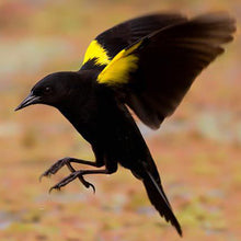 Cargar imagen en el visor de la galería, Trile Camel (PRE-ORDER)