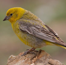 Cargar imagen en el visor de la galería, Chirihue Negro (PRE-ORDER)