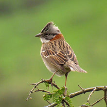 Cargar imagen en el visor de la galería, Chincol Café (PRE-ORDER)