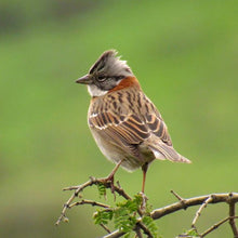 Cargar imagen en el visor de la galería, Chincol Negro (PRE-ORDER)