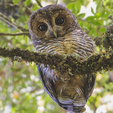 Cargar imagen en el visor de la galería, Concón Camel (PRE-ORDER)