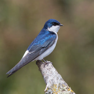 Golondrina Negro (PRE-ORDER)