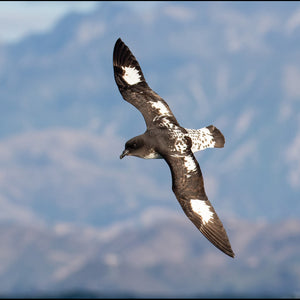 Petrel Negro (PRE-ORDER)